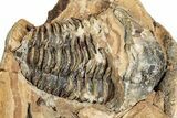 Fossil Calymene Trilobite In Nodule (Pos/Neg) - Morocco #251733-1